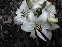 Click to see Liliumlancifolium.jpg