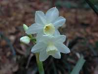 Click to see Narcissus_Division7_WaterPerry2.jpg