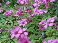 Click to see Oxalis_braziliensis3.jpg