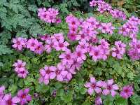 Click to see Oxalis_braziliensis4.jpg