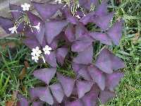 Click to see Oxalis_regnellii10.jpg