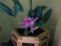 Click to see orchids_sp_fromDorisAnthonyCollection5.jpg