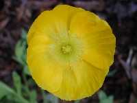 Click to see Papaver_nudicale3.jpg