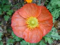 Click to see Papaver_nudicale6.jpg