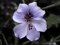 Click to see PelargoniumpeltatumTornadoLilac.jpg