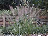 Click to see Pennisetum_alopecuroides_Moudry.jpg