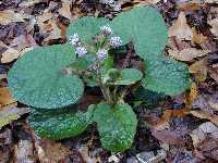 Click to see Petasites_fragrans02.jpg