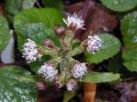 Click to see Petasites_fragrans03.jpg