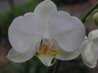 Click to see Phalaenopsis_unknown_TallaNsy-possPhal4849-3.jpg