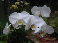Click to see Phalaenopsis_unknown_TallaNsy-possPhal4849-5.jpg