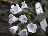 Click to see PulmonariaofficinalisSissinghurstWhite3.jpg