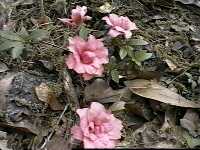 Click to see RhododendronBalsiminaflorum2.JPG