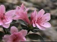 Click to see RhododendronCoralBells.JPG