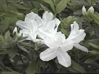 Click to see RhododendronGGGerbing.JPG
