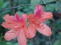 Click to see Rhododendron_hybrida_OldHami3.jpg