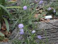 Click to see Scabiosa_caucasica_ButterflyBlue2.jpg