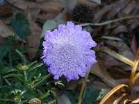 Click to see Scabiosa_caucasica_ButterflyBlue.jpg