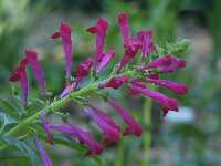 Click to see Scutellaria_hybrid_PurpleFountain2.jpg