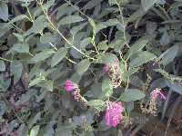 Click to see Scutellaria_hybrid_PurpleFountain.jpg