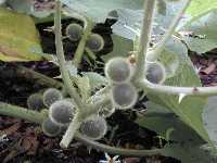 Click to see Solanum_quitoense11.jpg