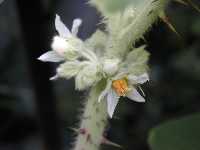 Click to see Solanum_quitoense12.jpg
