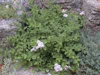 Click to see Spiraea_japonica_Alpina.jpg