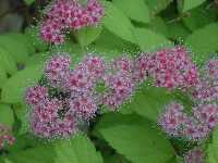 Click to see Spiraea_japonica_MagicCarpet5.jpg