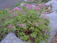 Click to see Spiraea_japonica_MagicCarpet7.jpg