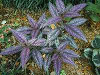 Click to see Strobilanthes_dyerianus.jpg