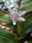 Click to see Tricyrtis_maculata.jpg
