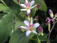 Click to see Tricyrtis_x_Togen4.jpg