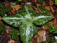 Click to see Trillium_maculatum_4_leaf2.jpg