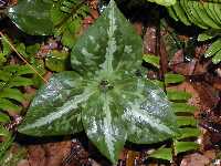Click to see Trillium_maculatum_4_leaf.jpg