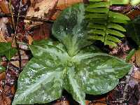 Click to see Trillium_maculatum_6_leaf.jpg