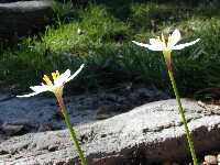Click to see Zephyranthes_White2.jpg