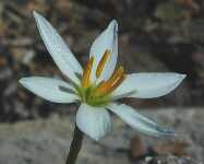 Click to see Zephyranthes_White.jpg