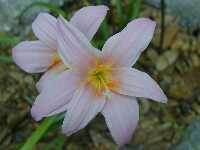 Click to see Zephyranthes_rosea3.jpg