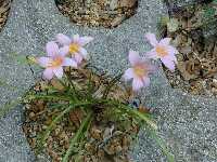 Click to see Zephyranthes_rosea.jpg