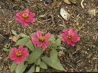 Click to see ZinniaxProfusionCherry.jpg